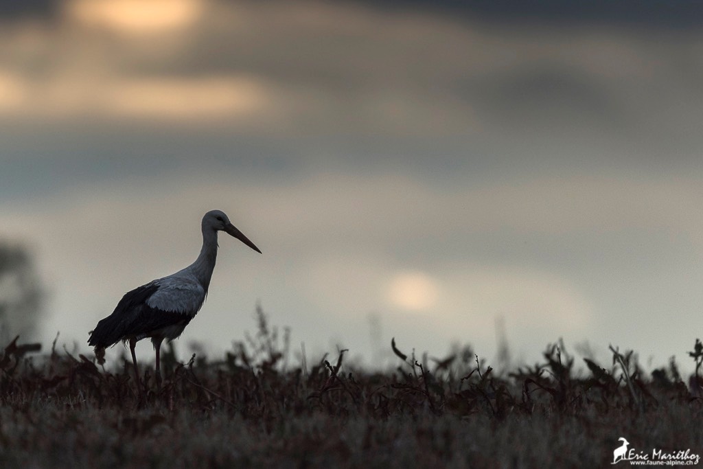 cigogne-4