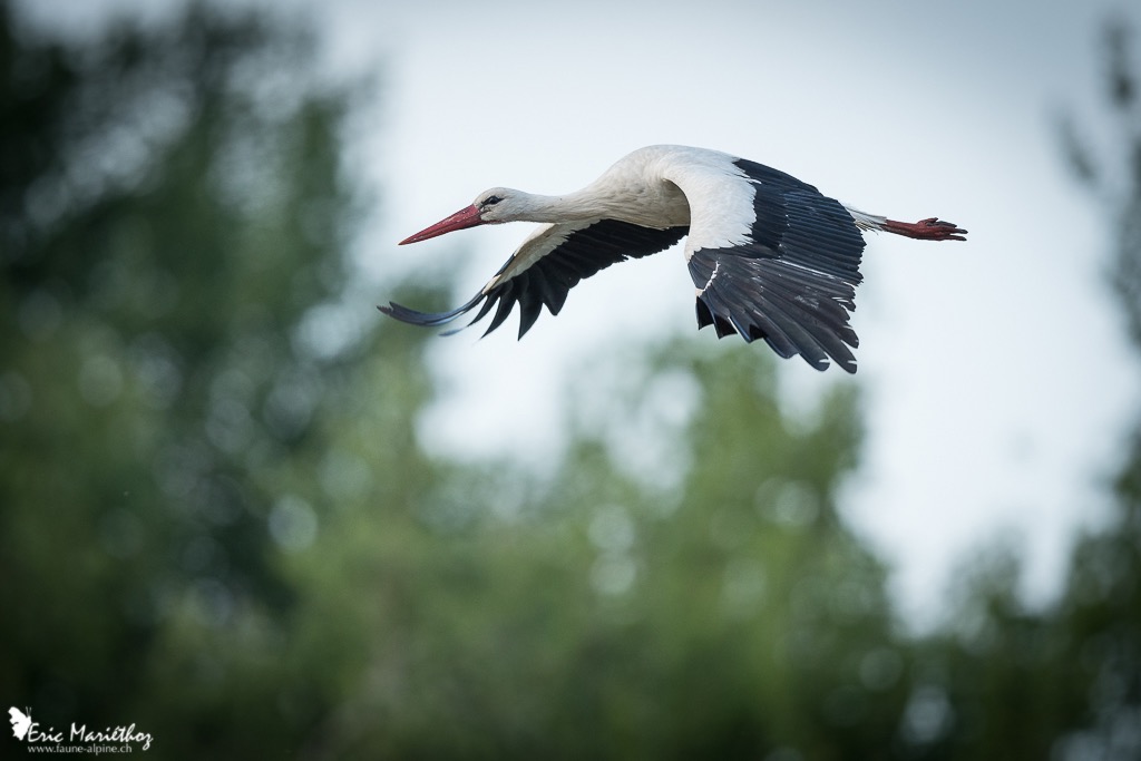 cigogne-9