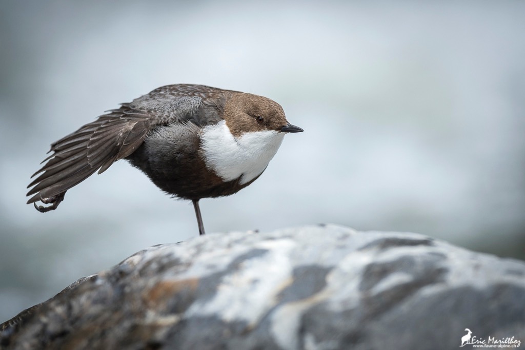 cincle_plongeur-2388