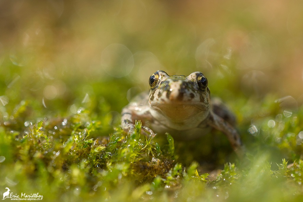 crapaud_pelodyte-79