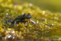 crapaud_sonneur-22