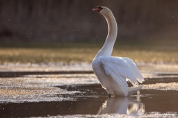 cygne-36