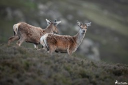 Ecosse_Cerf-107-3
