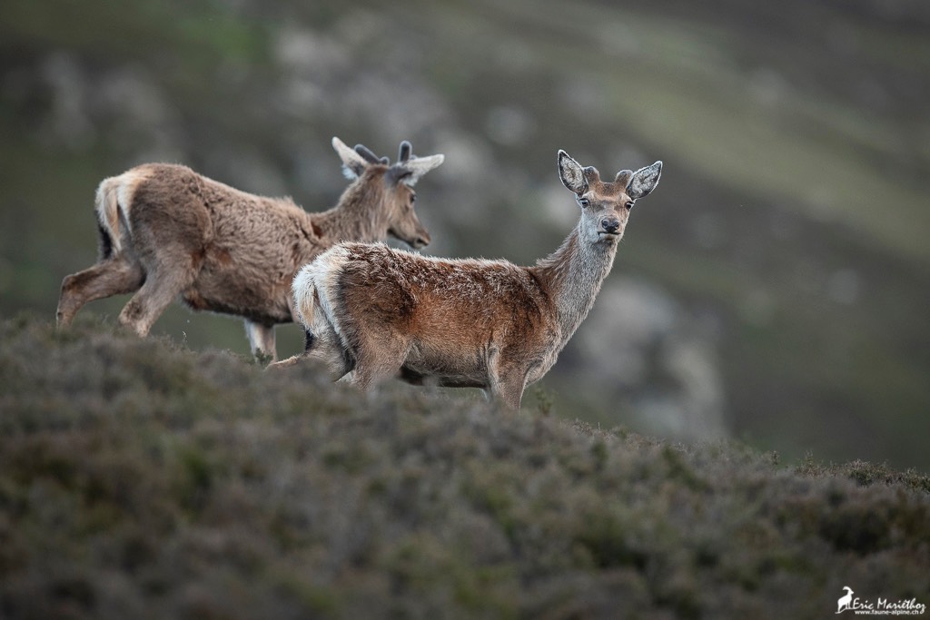 Ecosse_Cerf-107-3