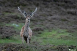Ecosse_Cerf-172-5