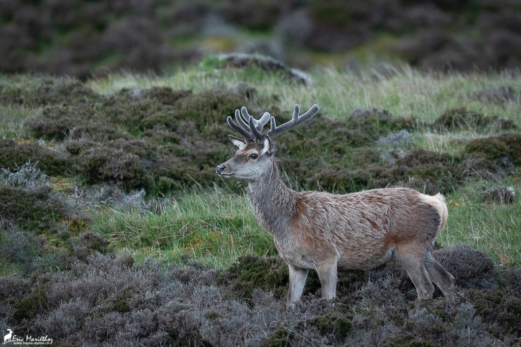 Ecosse_Cerf-197-7