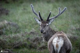 Ecosse_Cerf-223-8