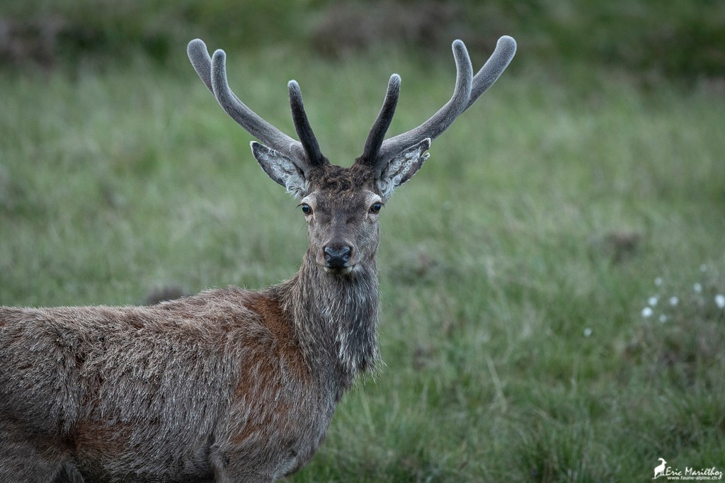 Ecosse_Cerf-226-9