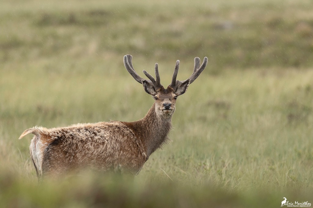 Ecosse_Cerf-257-12