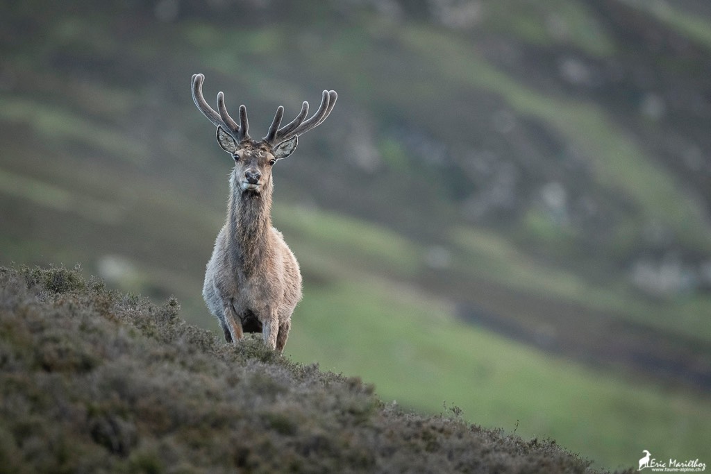 Ecosse_Cerf-90-2