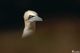 Ecosse_Fou_de_Bassan-199