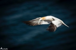 Ecosse_Fou_de_Bassan-8