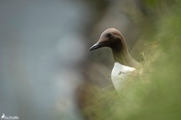 Ecosse_Guillemot_de_trol-45