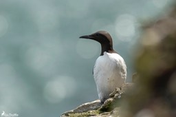Ecosse_Guillemot_de_trol-60