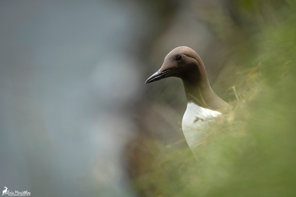 Ecosse_Guillemot_de_trol-45