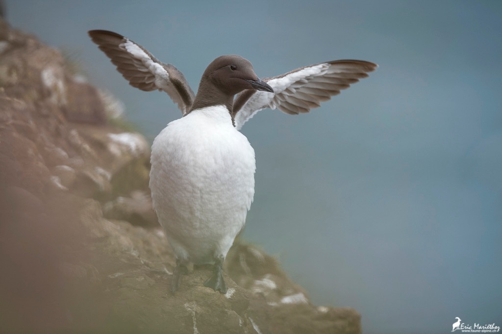 Ecosse_Guillemot_de_trol-15