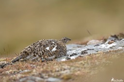 Ecosse_Lagopede_alpin-114