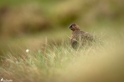 Ecosse_Lagopede_d'Ecosse-17