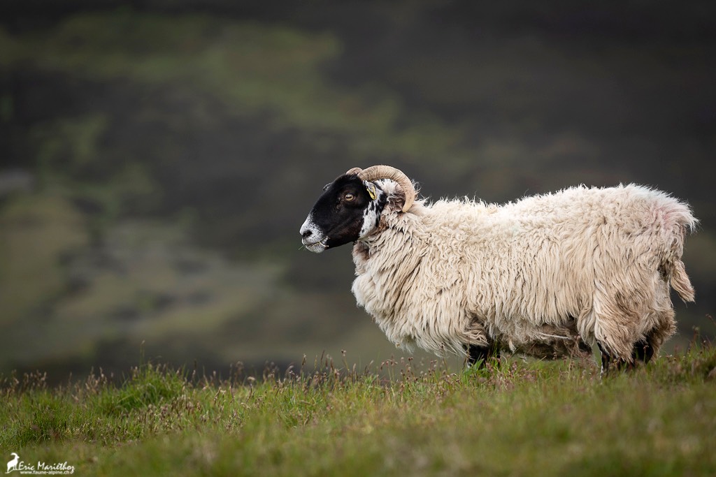 Ecosse_Mouton-2