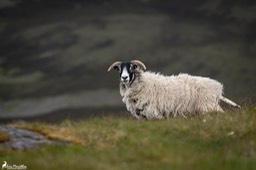 Ecosse_Mouton-6