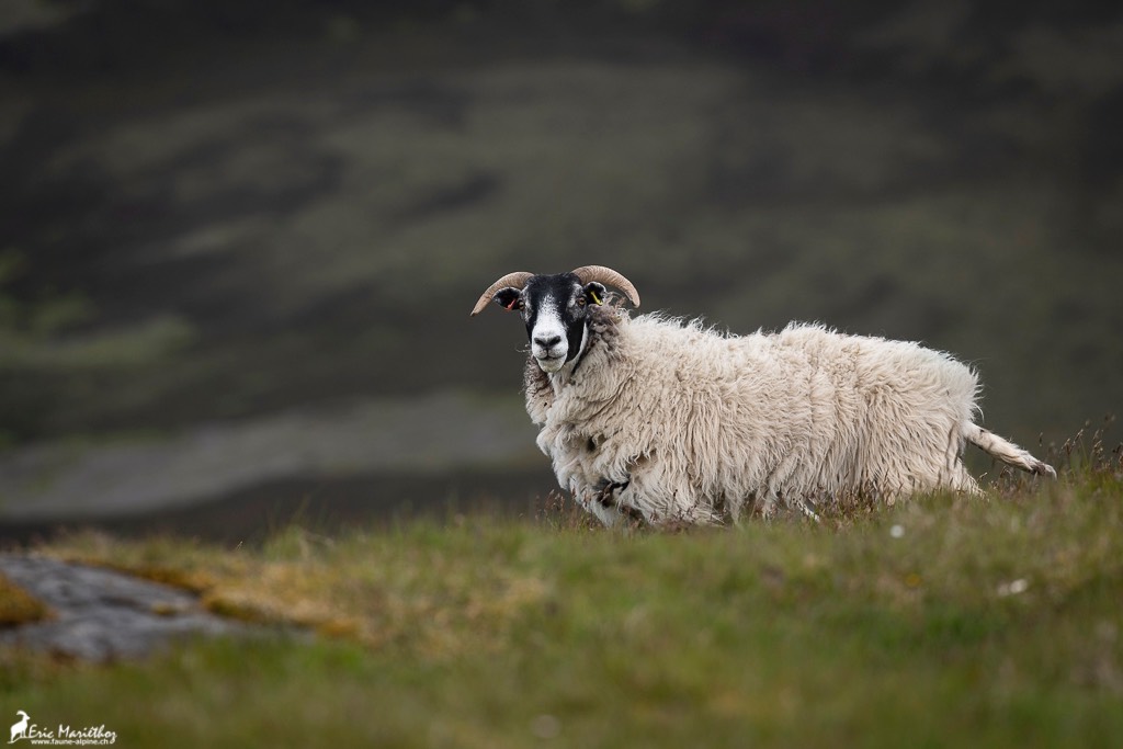 Ecosse_Mouton-6