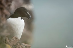 Ecosse_Pingouin_Torda-116