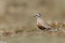 Ecosse_Pluvier_guignard-47