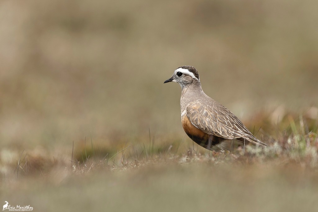 Ecosse_Pluvier_guignard-47