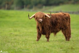 Ecosse_Vache_Highland-32