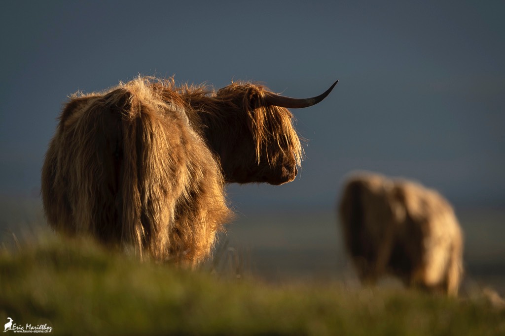 Ecosse_Vache_Highland-49