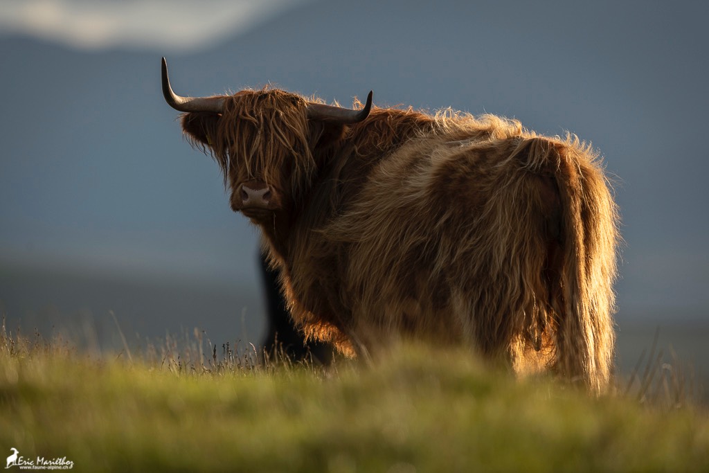 Ecosse_Vache_Highland-56