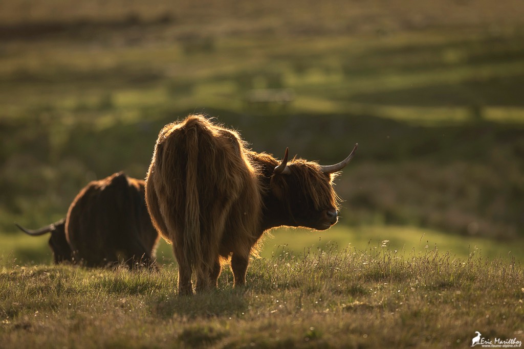 Ecosse_Vache_Highland-65