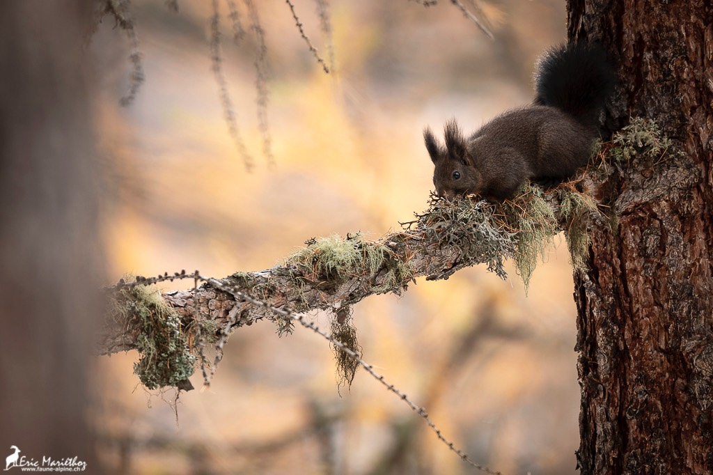 ecureuil-18