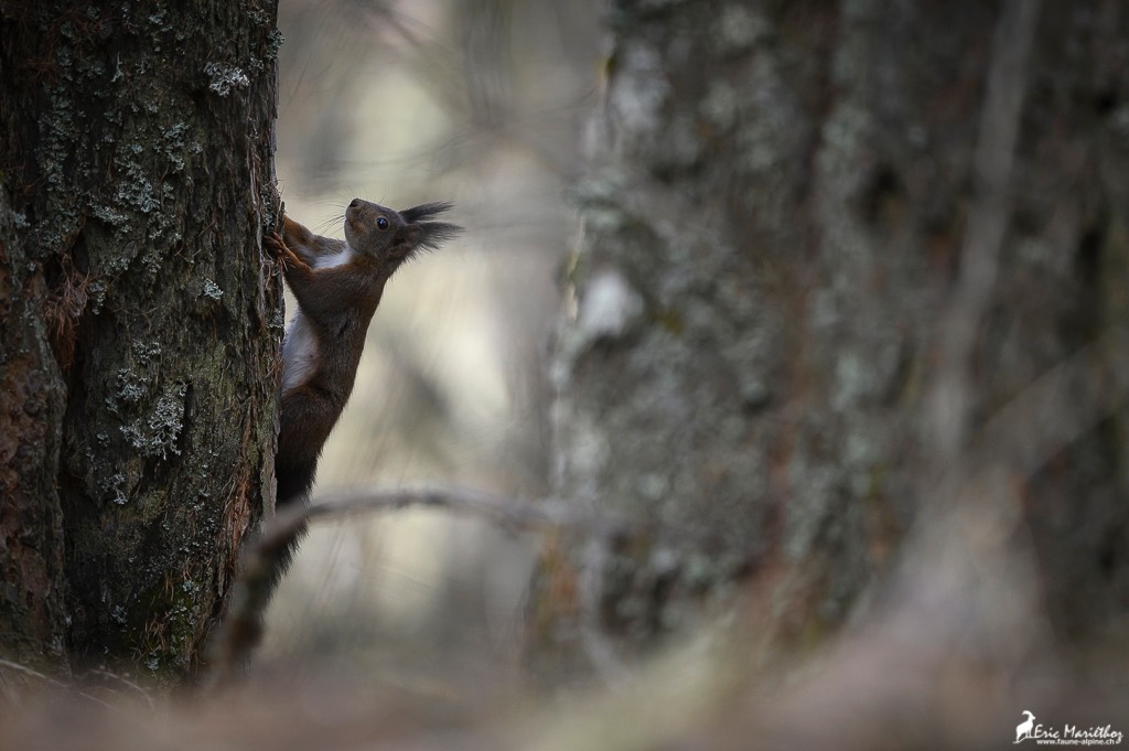 ecureuil-81