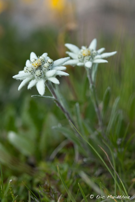 edelweiss-4