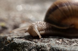 escargot_bourgogne-12