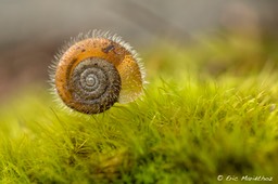 escargot_poilu-3