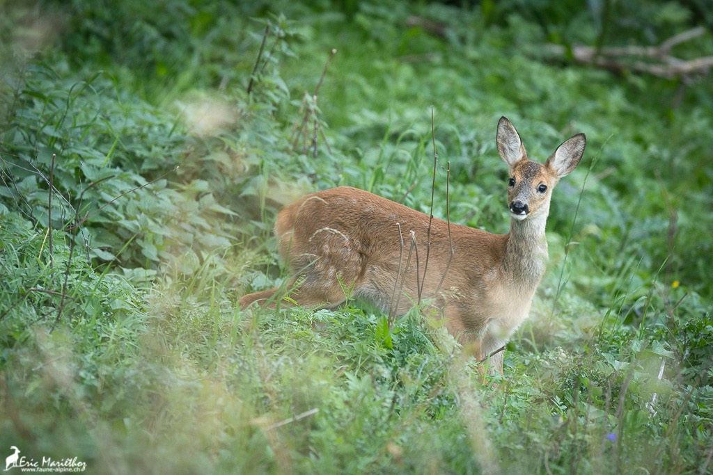 faon_chevreuil-25
