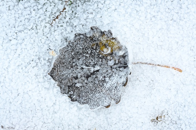 feuille_arbre-66