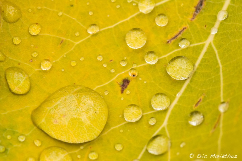 feuille_et_goutte -23