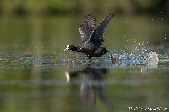 foulque_macroule-132