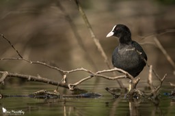 foulque_macroule-13