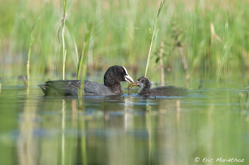 foulque_macroule-1