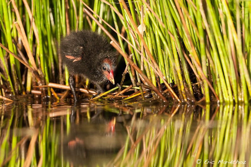 gallinule_poule-d'eau-16