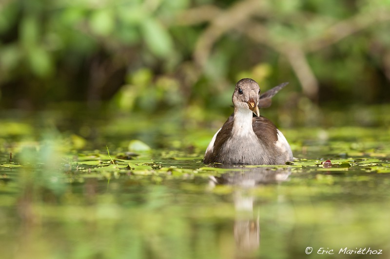 gallinule_poule-d'eau-1