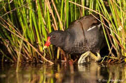 gallinule_poule-d'eau-20