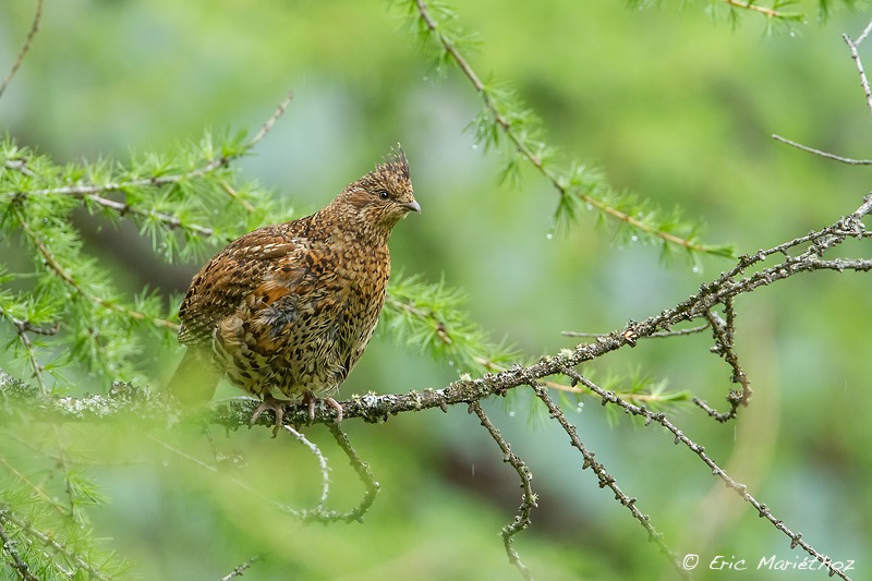 glinotte_des_bois-110
