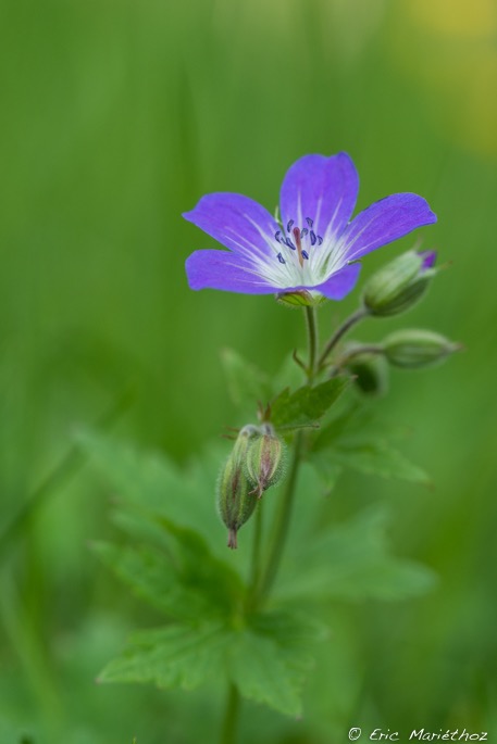 geranium_des_bois-19