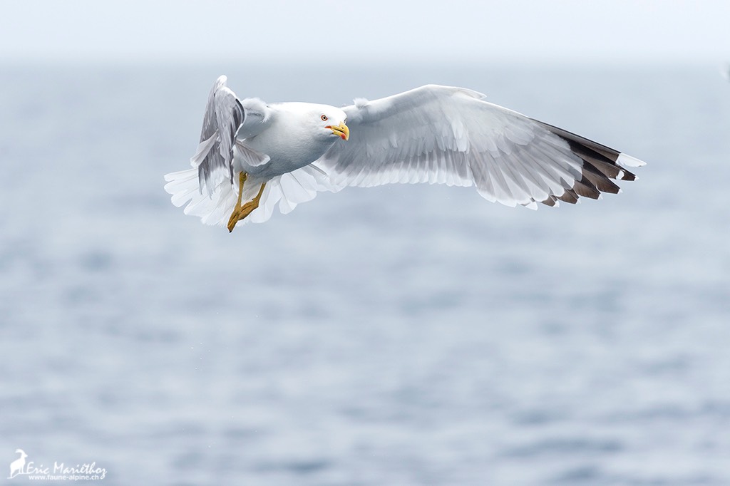 goeland_leucophee-23