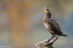 grand_cormoran-432